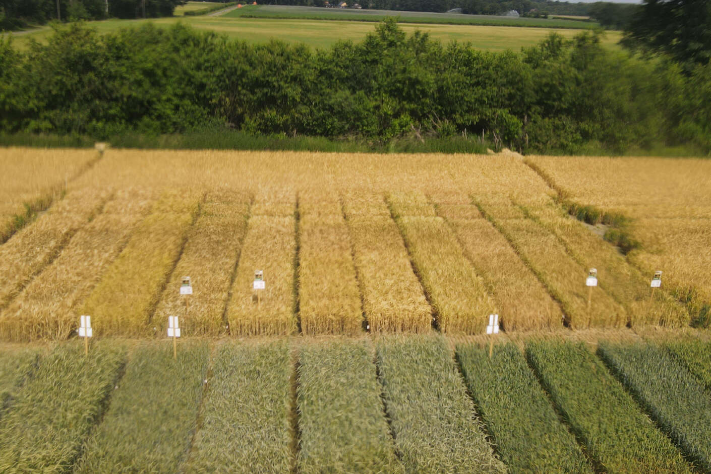 Drohnenaufnahme der Getreidedemo auf der AGRAVIS Future Farm