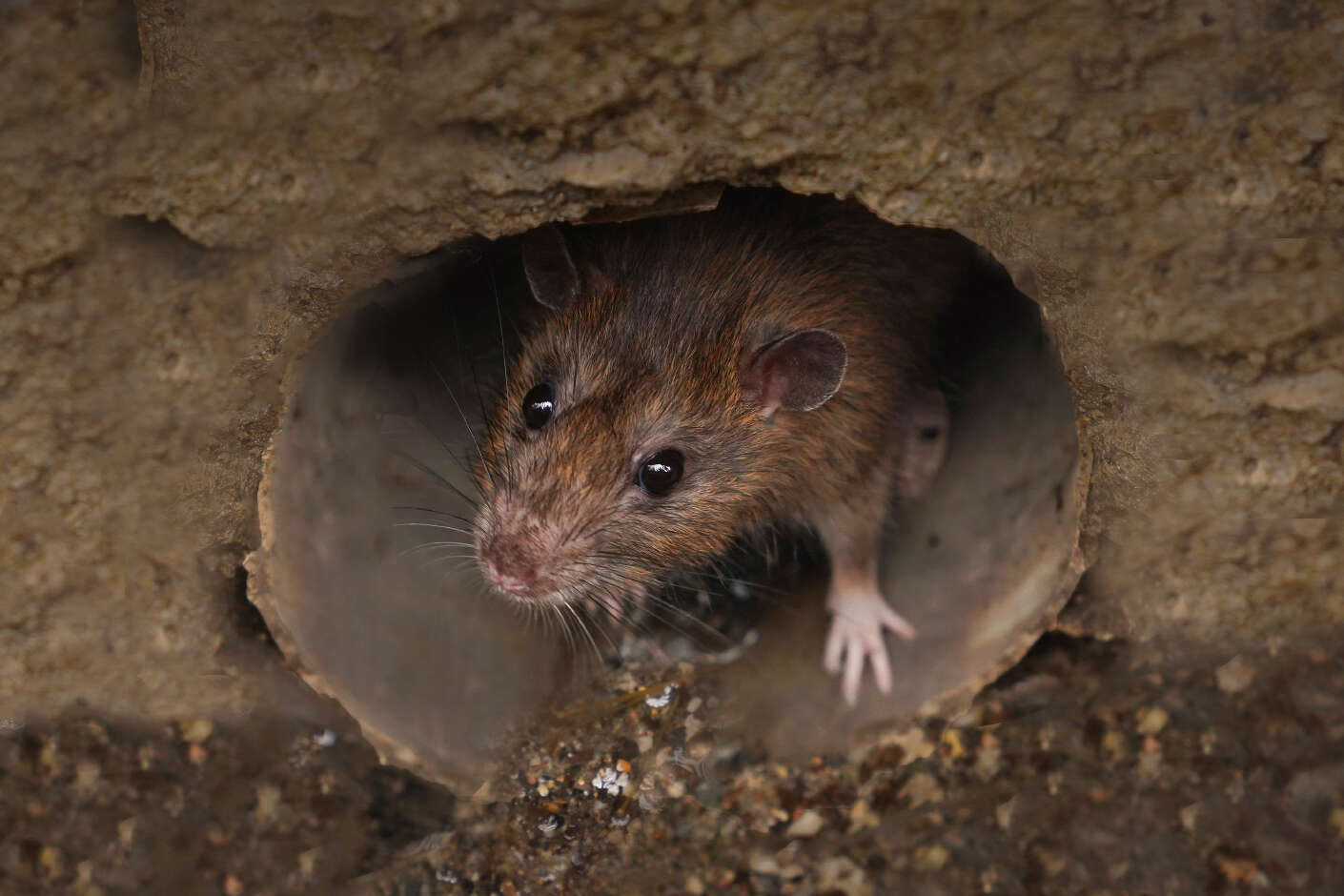 Eine Ratte schaut aus einem Rohr in der Wand