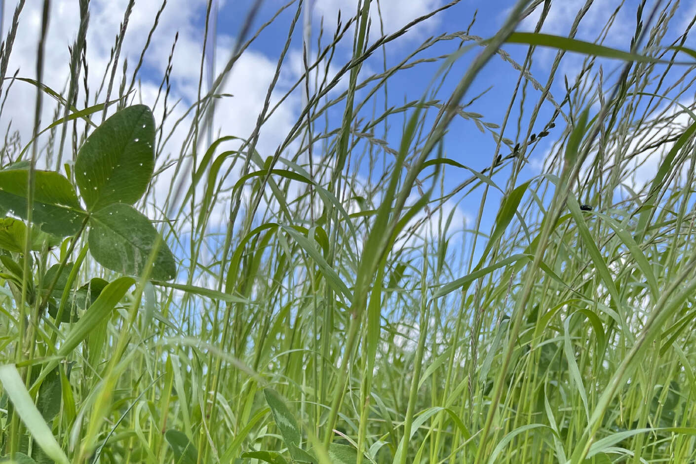Nahaufnahme von Grünland vor blauem Himmel