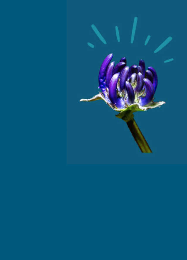 startseitenbanner klein teufelskralle