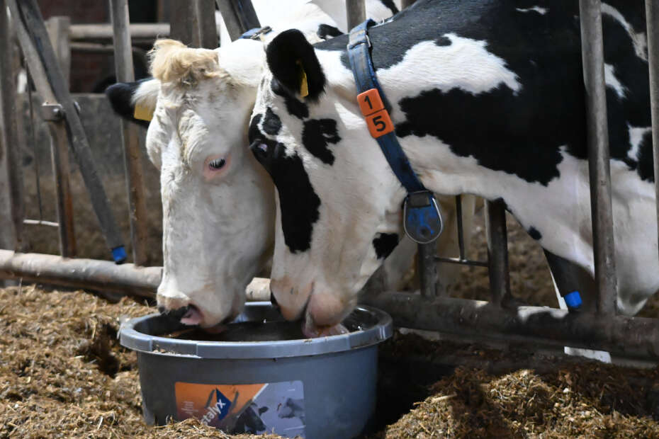 Zwei Milchkühe stehen im Stall und lecken an Crystalyx-Eimer
