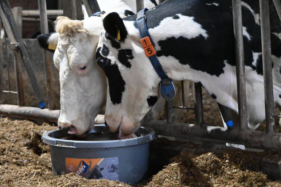 Zwei Milchkühe stehen im Stall und lecken an Crystalyx-Eimer