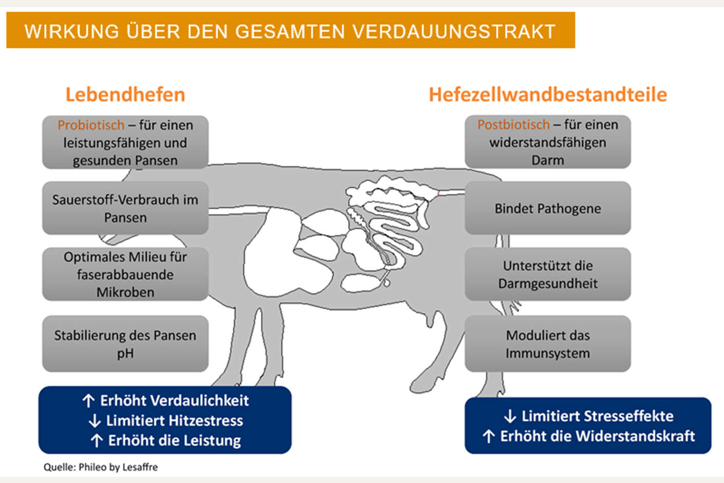 Grafik: Crystalyx Rumilyx wirkt über den gesamten Verdauungstrakt
