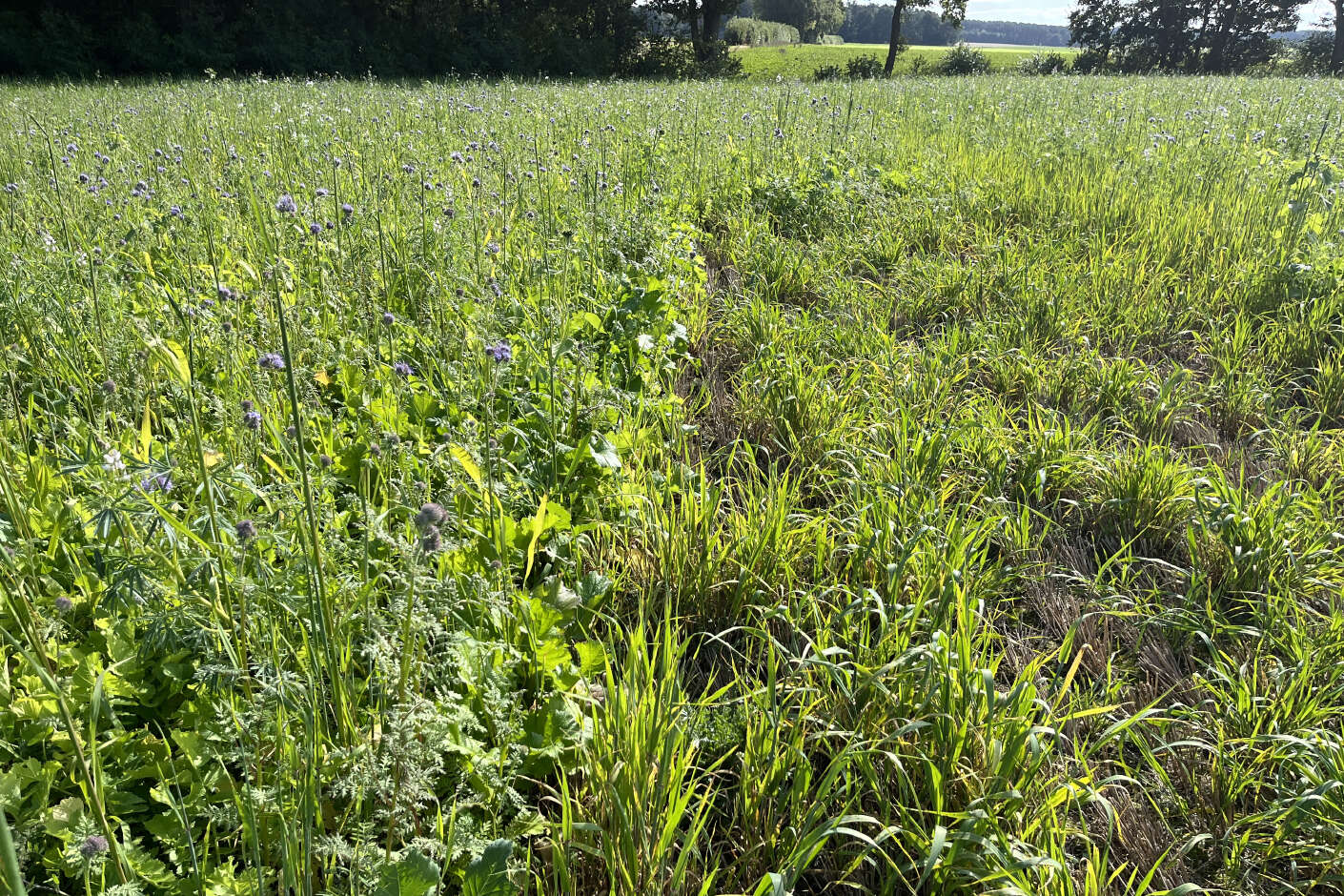 Feld mit Zwischenfrüchten auf der AGRAVIS Future Farm