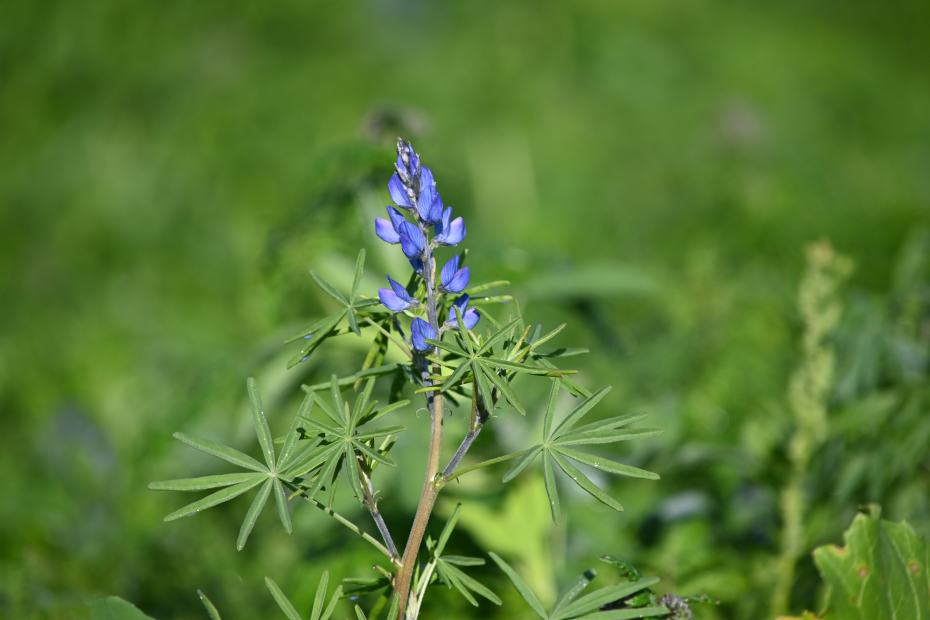 Lupine