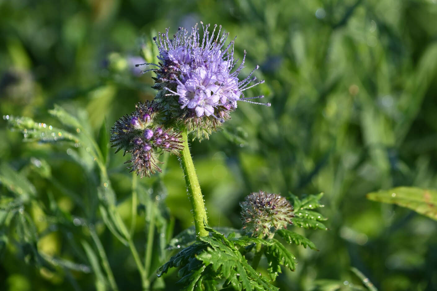 Phacelia