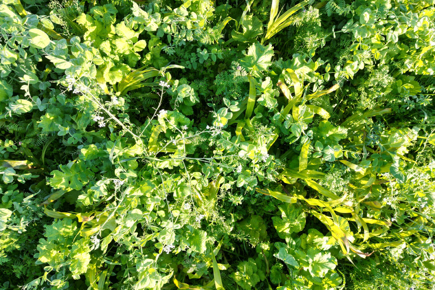 CIRCONIUM Multicrop