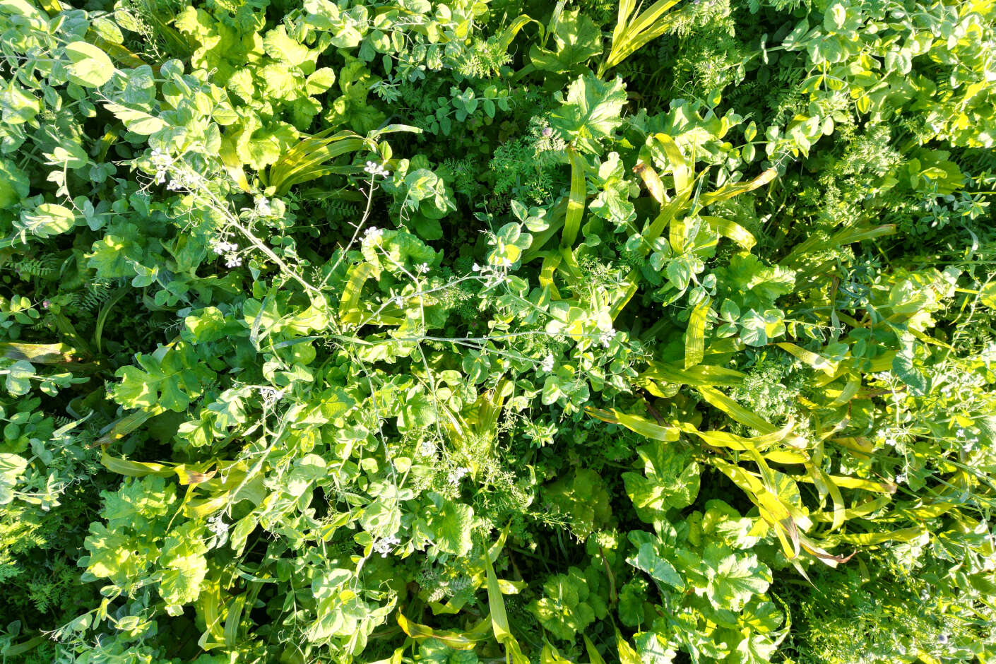 CIRCONIUM Multicrop