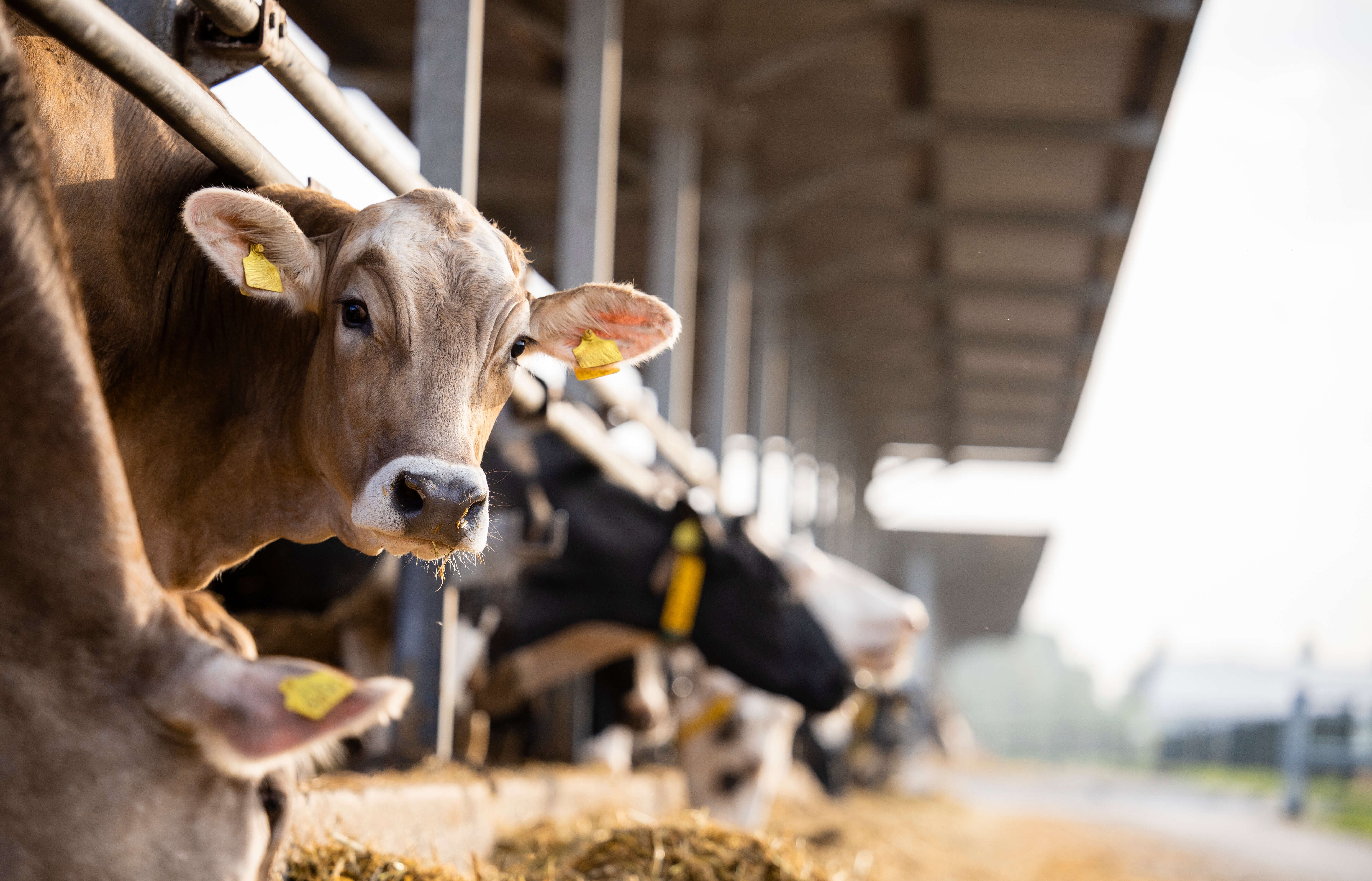 Cattle in the barn