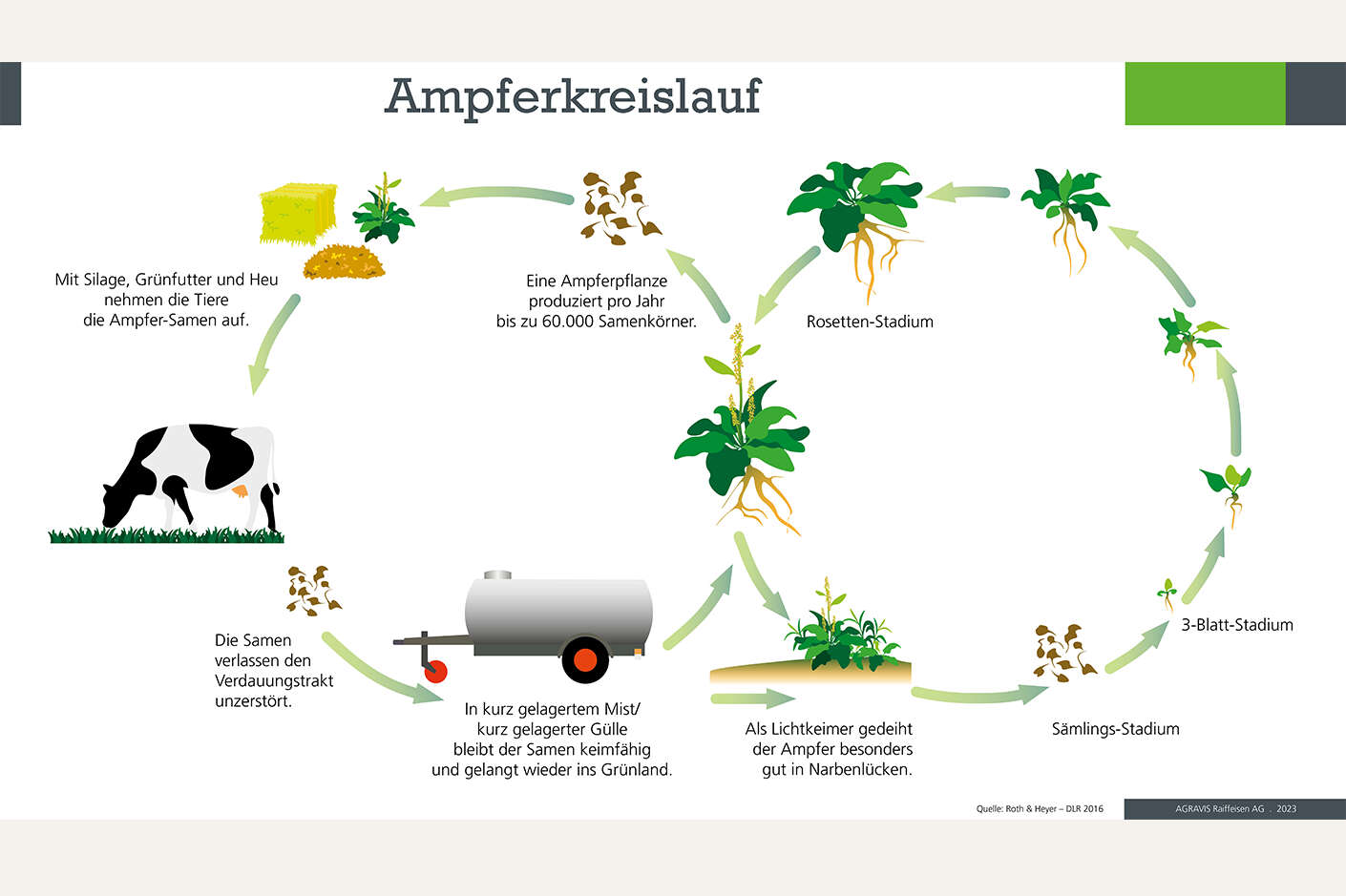 Ampferkreislauf