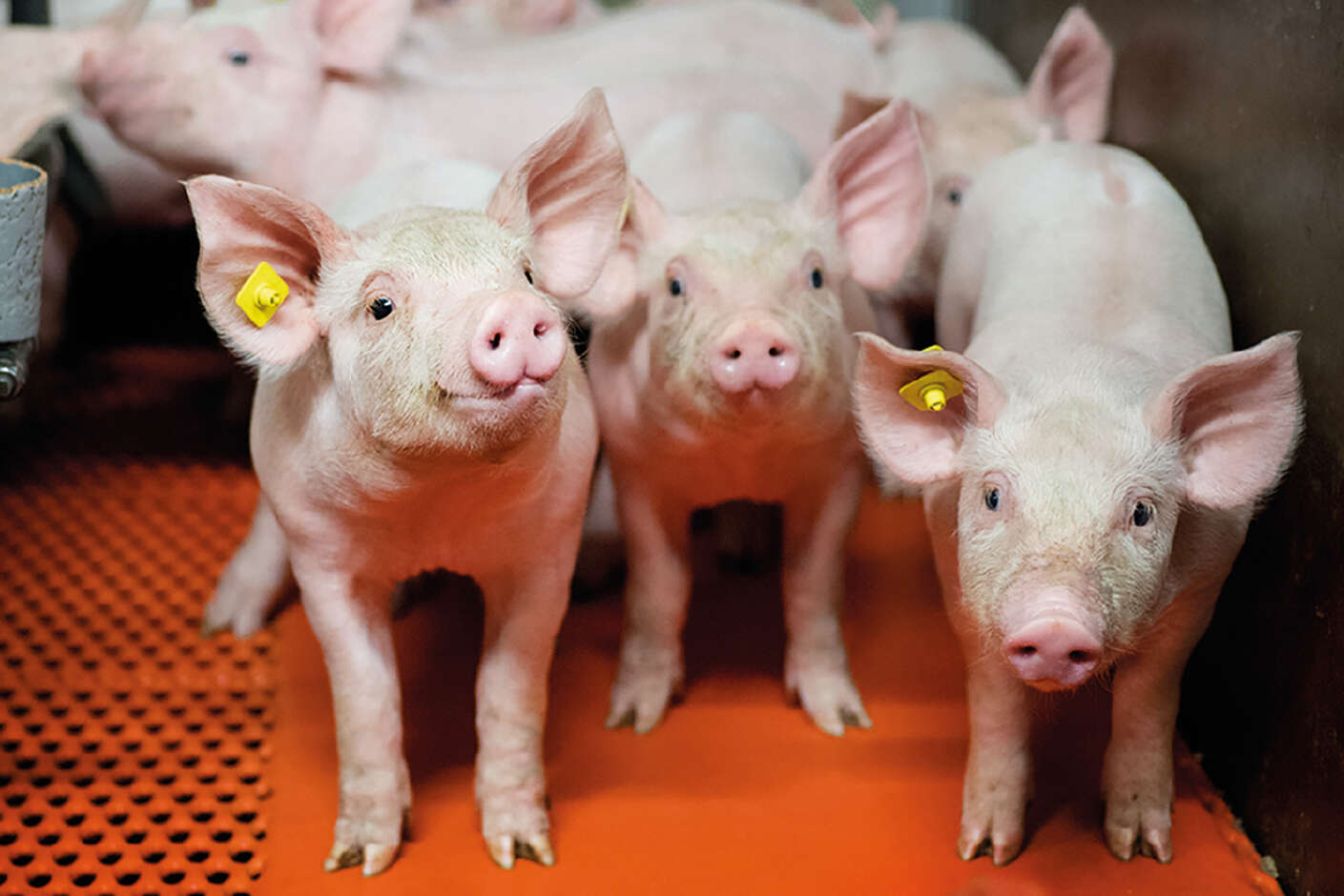 Im Schweinestall - drei Ferkel stehen nebeneinander im Vordergrund