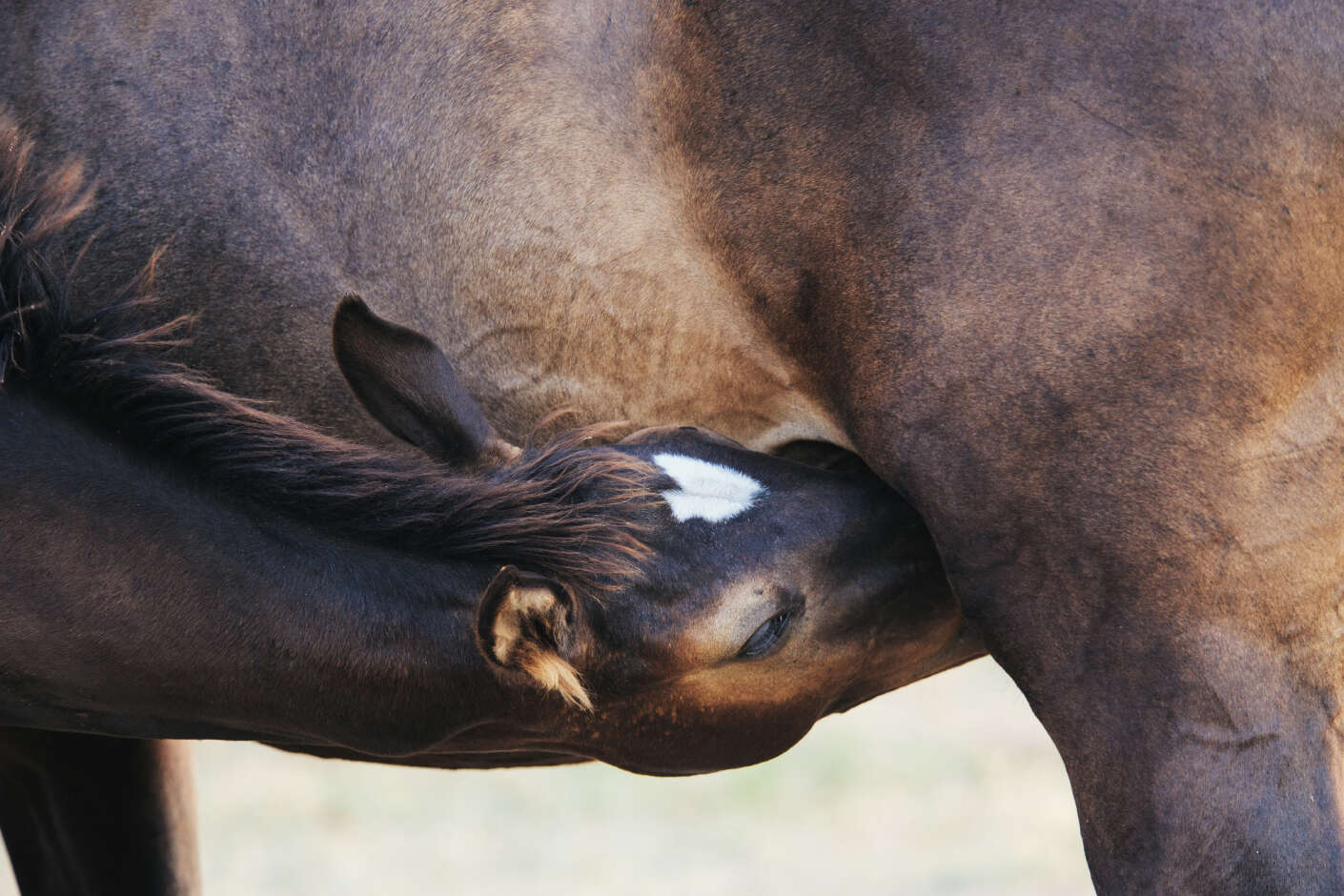 Ein Fohlen trinkt Milch bei seiner Mutter