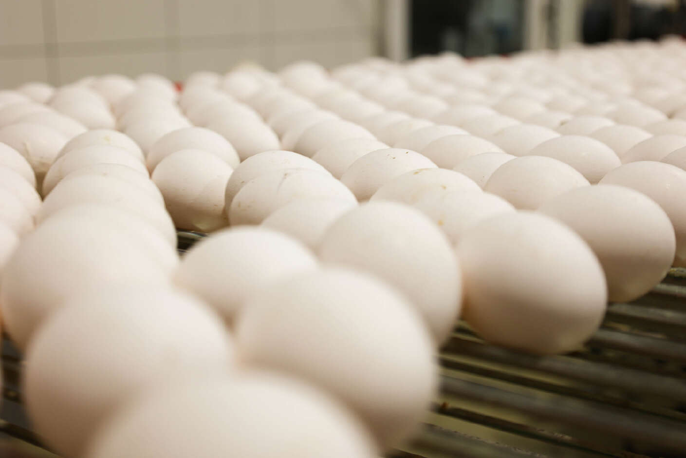 Eier auf Fließband