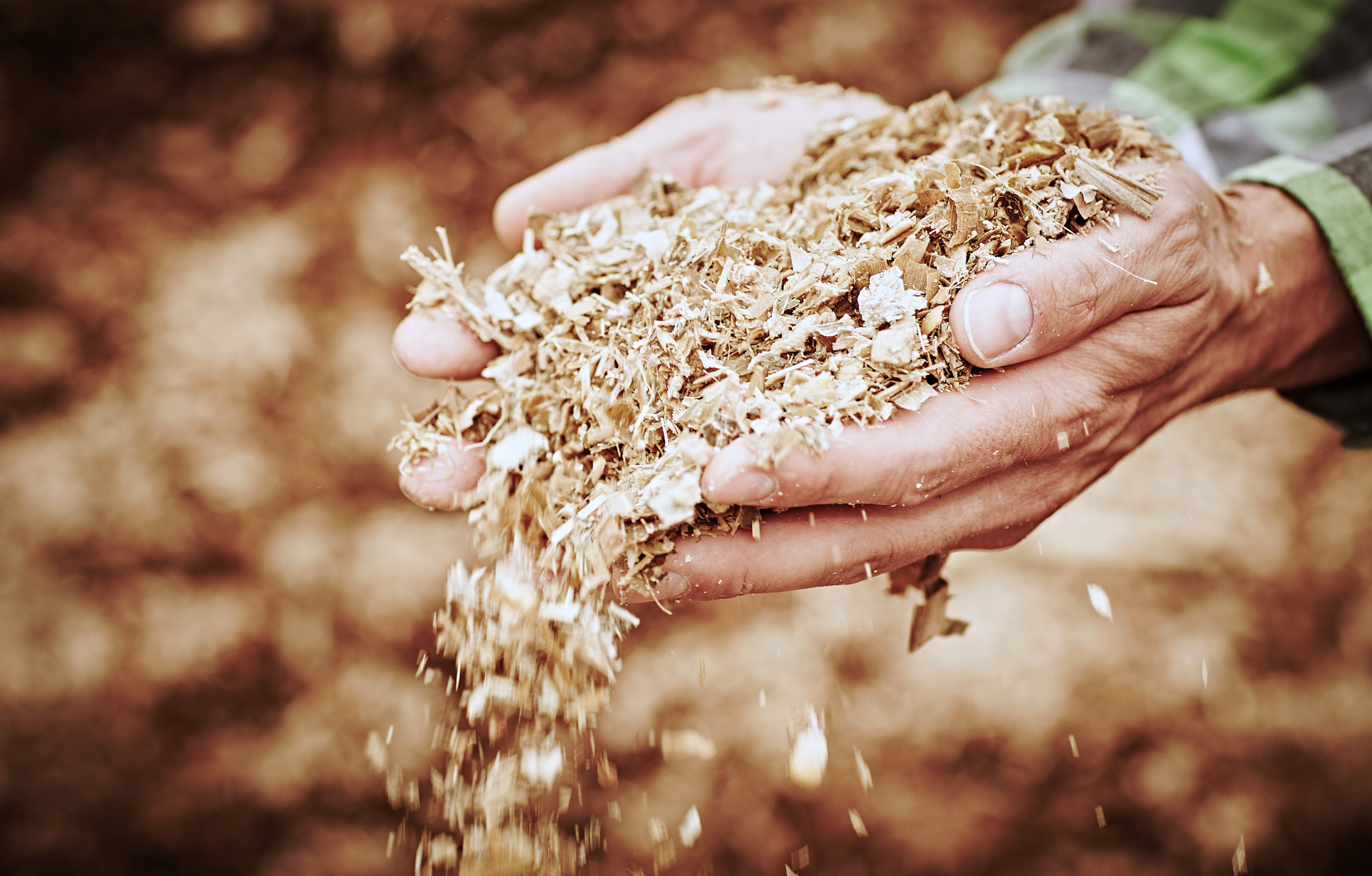 Zwei Hände gefüllt mit Maissilage.