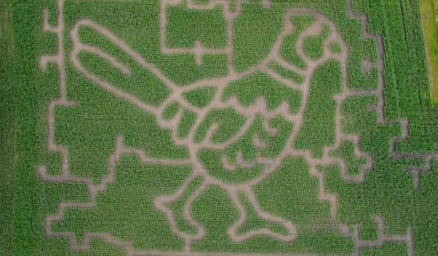 Ein mithilfe von NetFarming eingearbeitetes Maislabyrinth