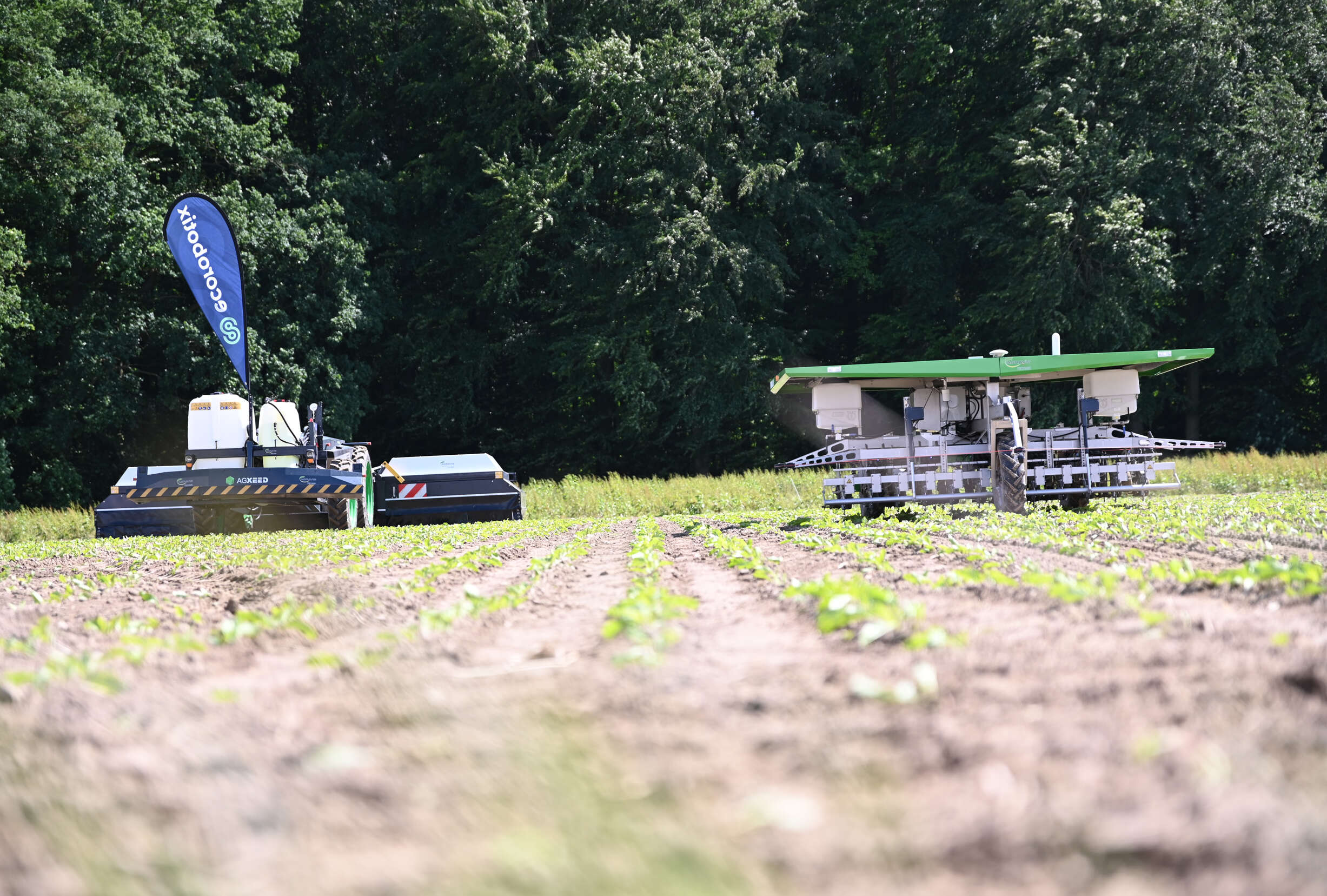 Zwei autonome Feldroboter beim Einsatz in jungen Reihenkulturen vor Waldrand.