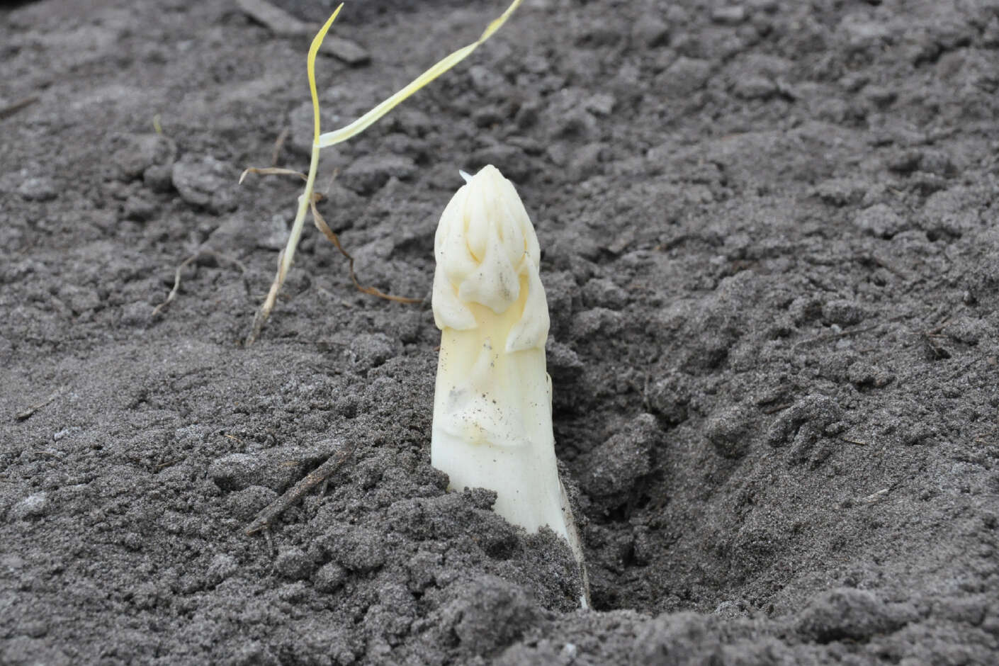 Spargelkopf wächst aus der Erde