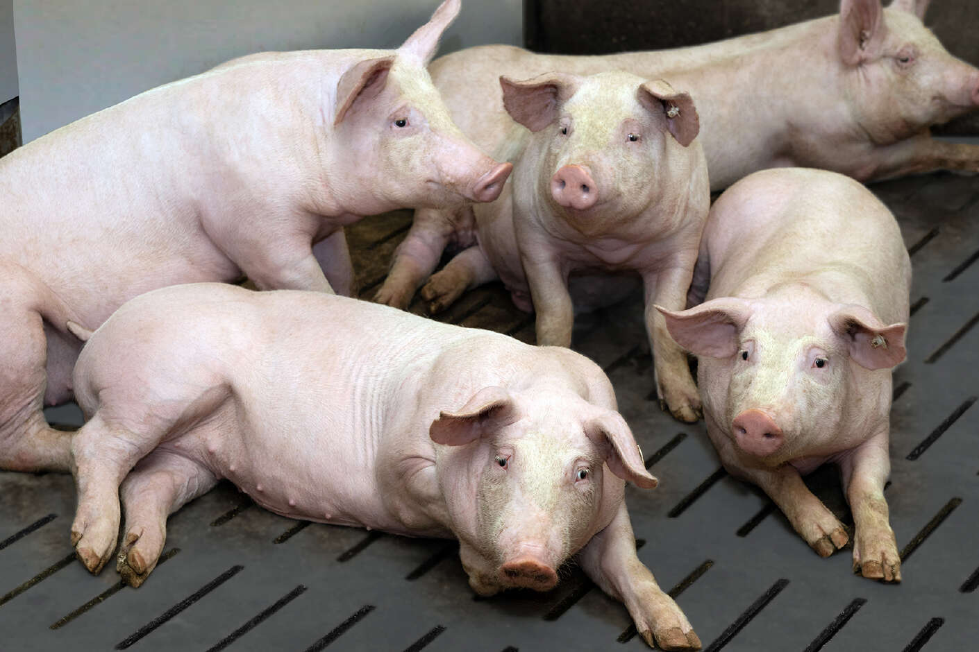 Schweine stehen und liegen im Stall
