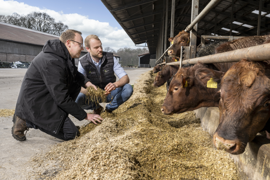 Futtermittelberater und Landwirt hocken vor Fressrinne und begutachten Futter und Kühe