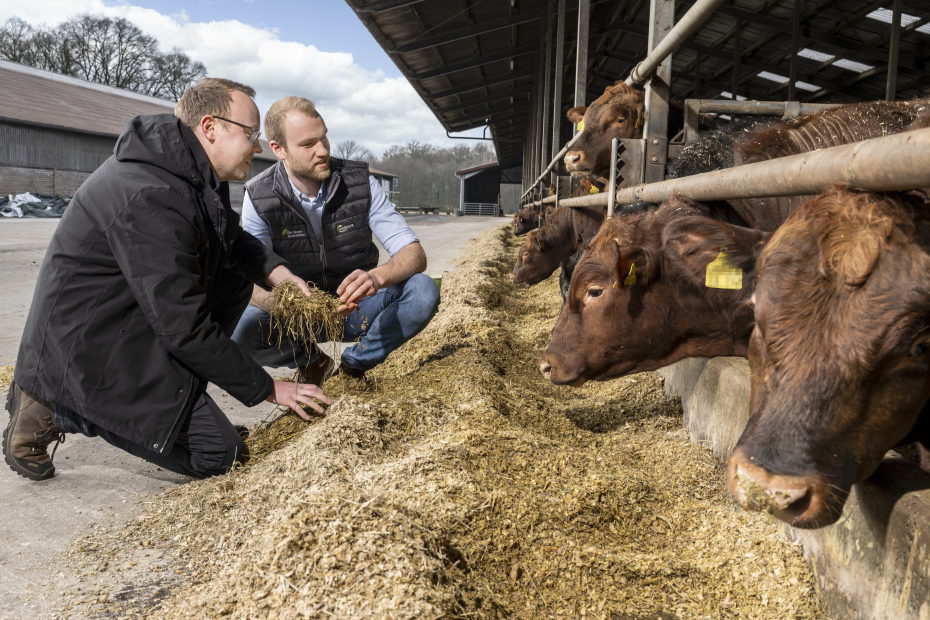 Futtermittelberater und Landwirt hocken vor Fressrinne und begutachten Futter und Kühe