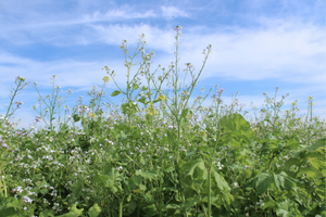 Zwischenfrucht in Blüte.