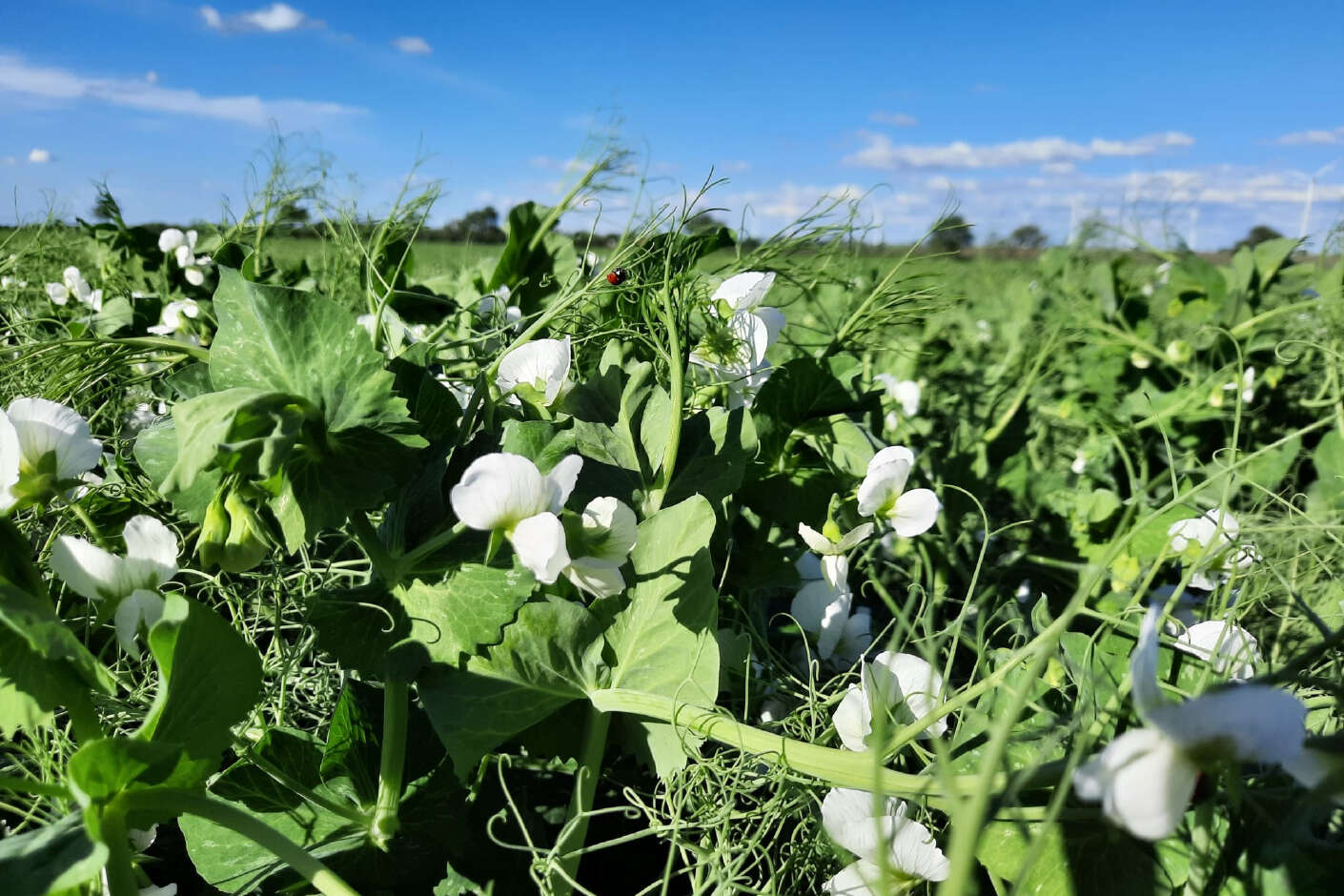 Nahaufnahme einer blühenden Erbsenpflanze