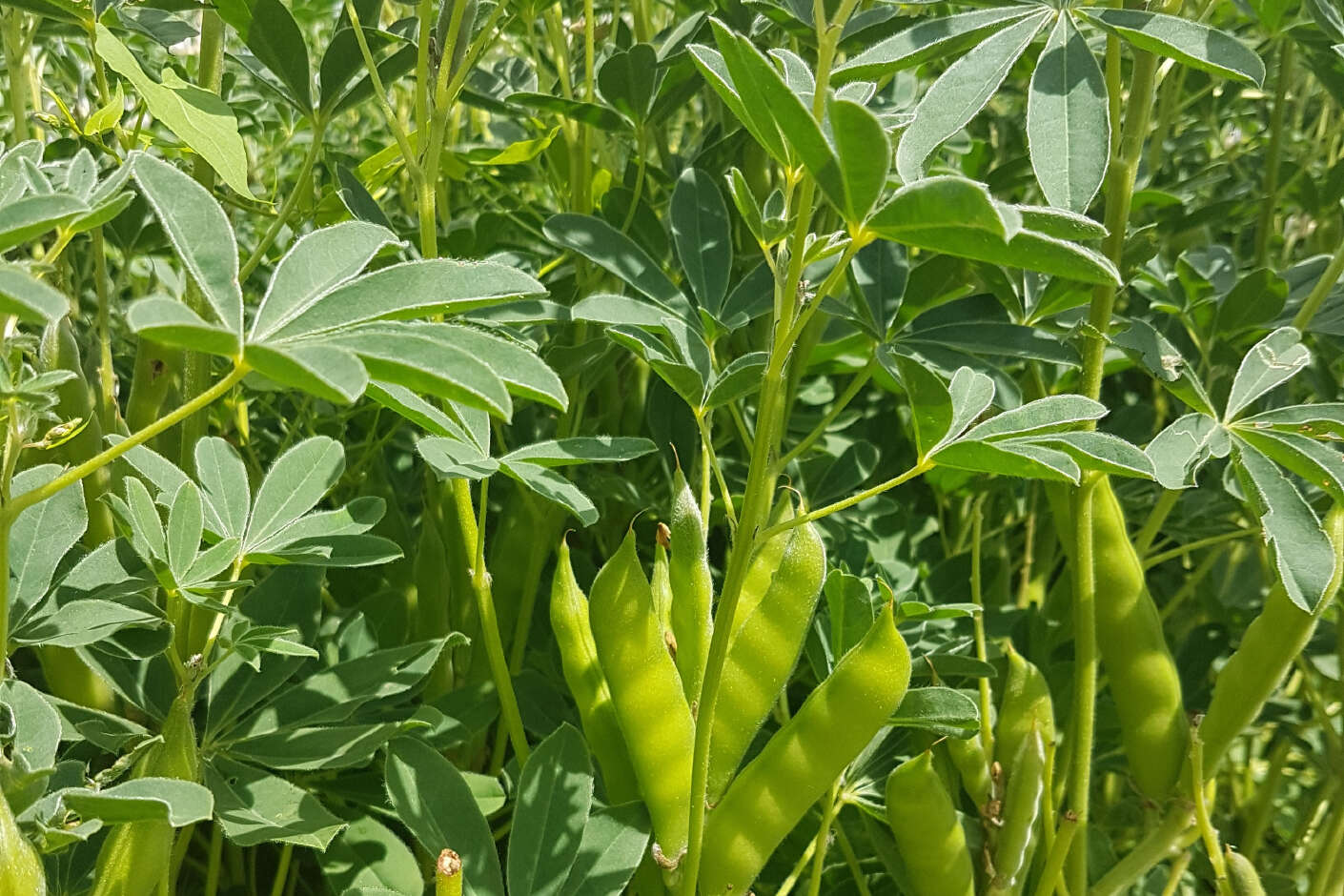 Nahaufnahme einer weißen Lupine