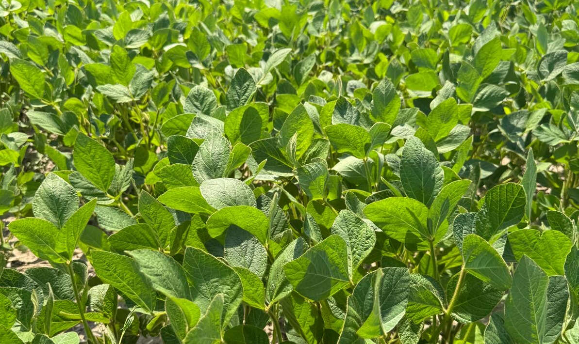 Sojapflanzen wachsen auf einem Feld.