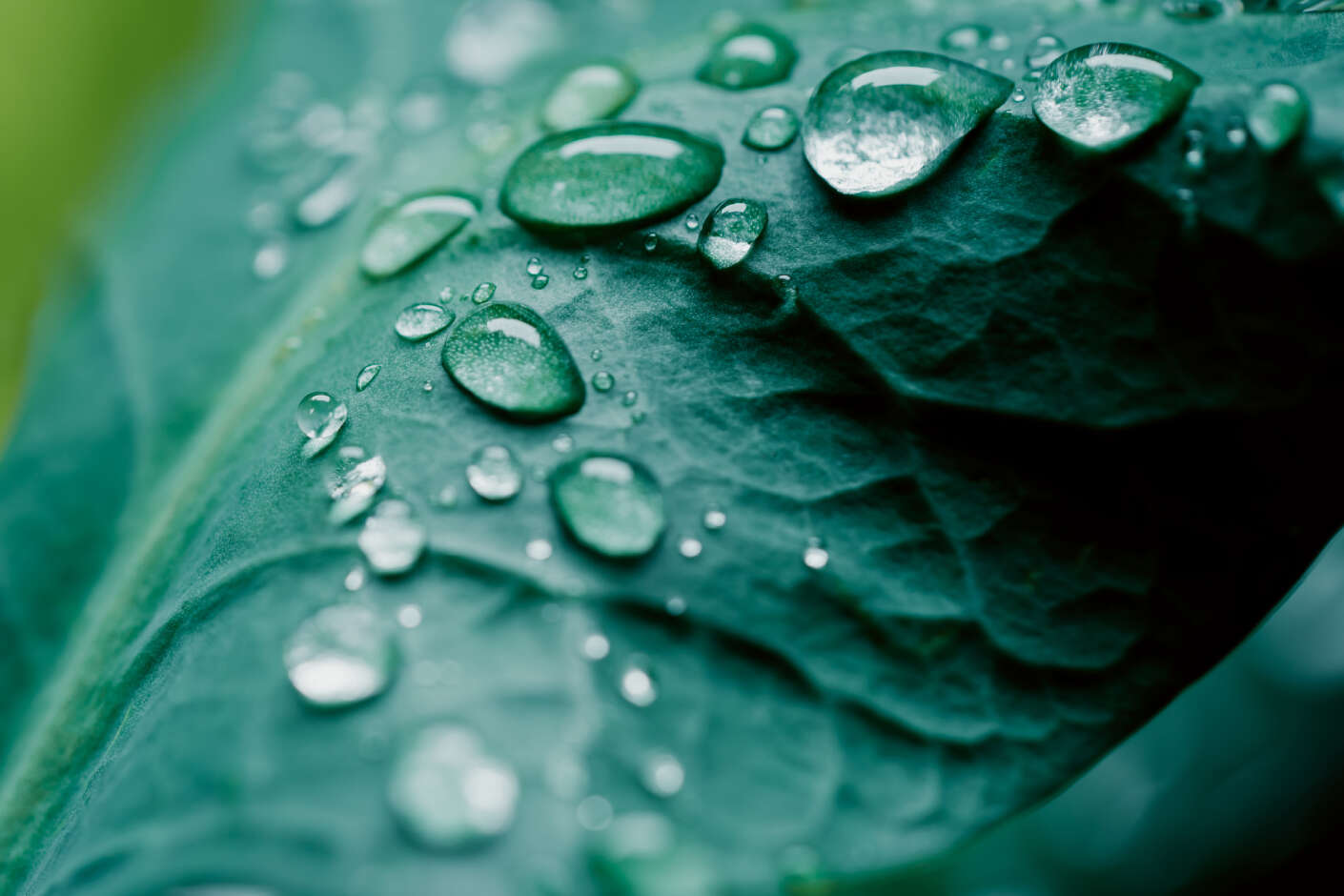 Ein grünes Blatt, von dem Wasser abperlt.
