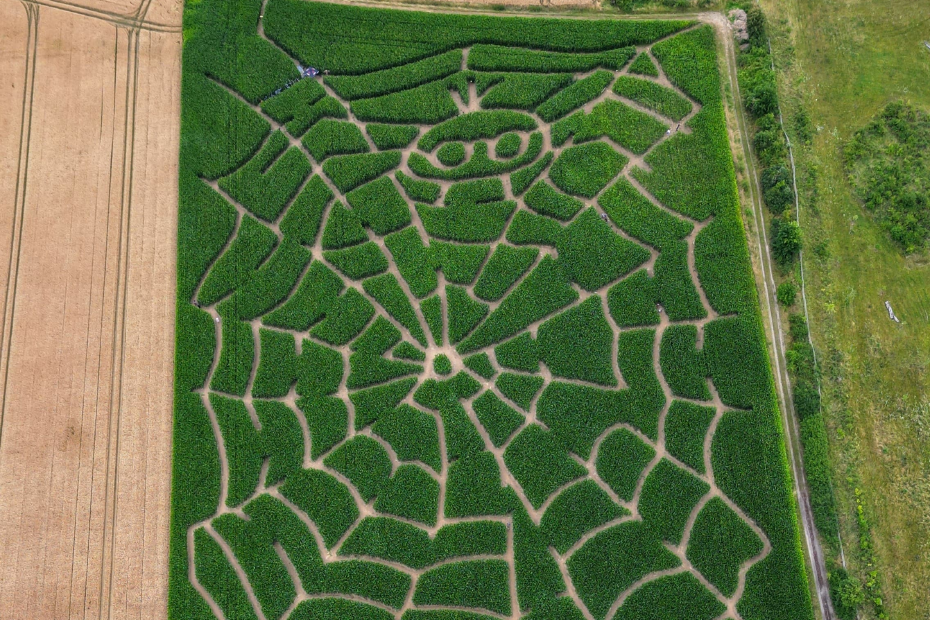Luftaufnahme eines Maislabyrinth in Form einer Spinne