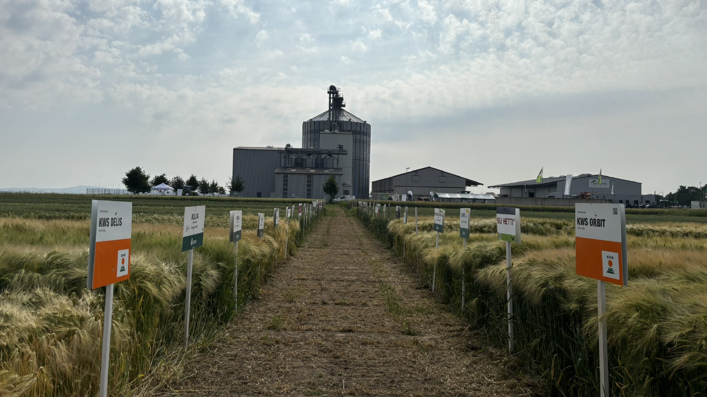 Blick ins Versuchsfeld beim Feldtag Hohenwepel 2025