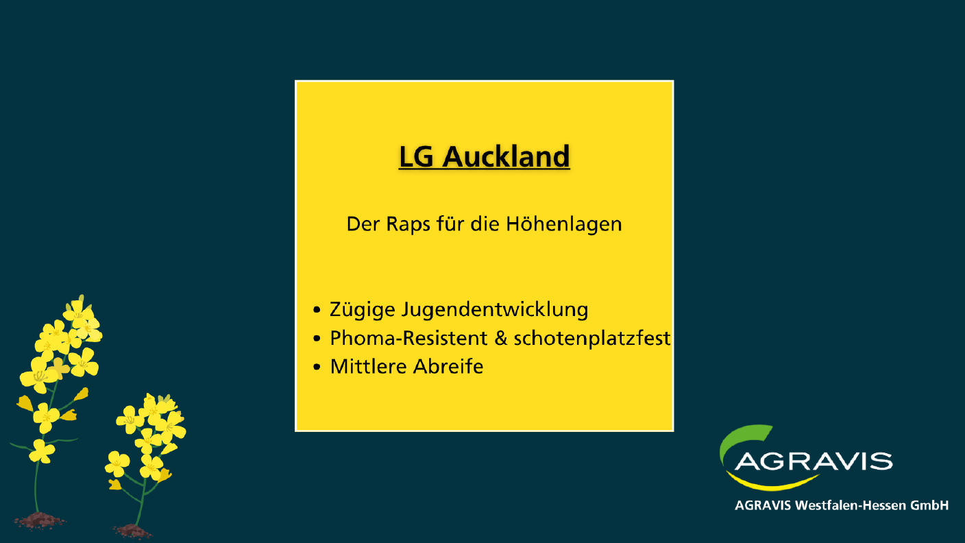 Saatraps LG Auckland - AWH Sortenempfehlung Raps 2025