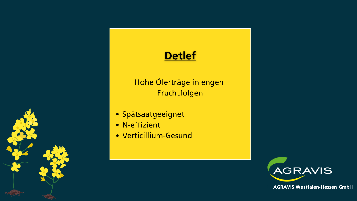 Saatraps Detlef - AWH Sortenempfehlung Raps 2025