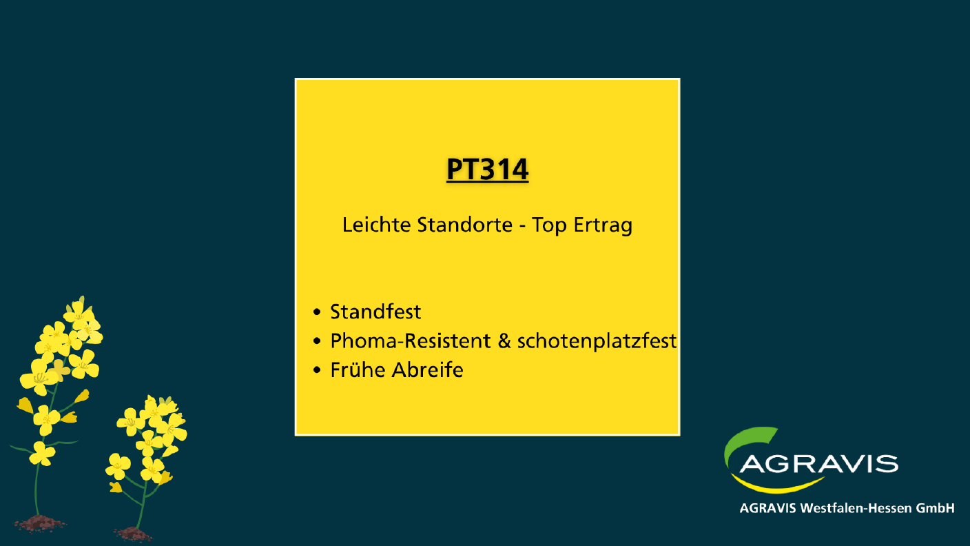 Saatraps PT 314 - AWH Sortenempfehlung Raps 2025