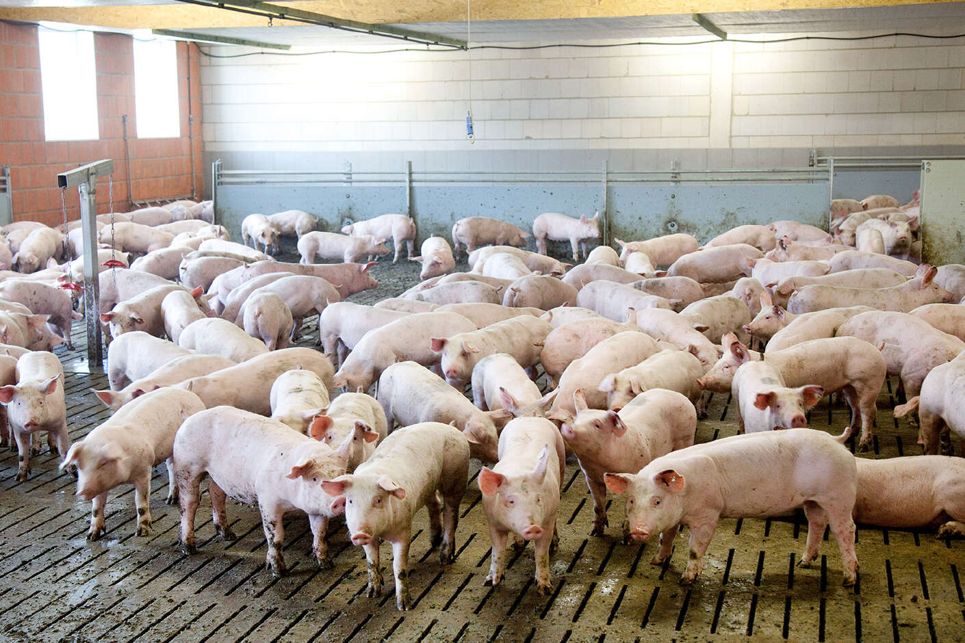 Mehrere Schweine in einem Stall