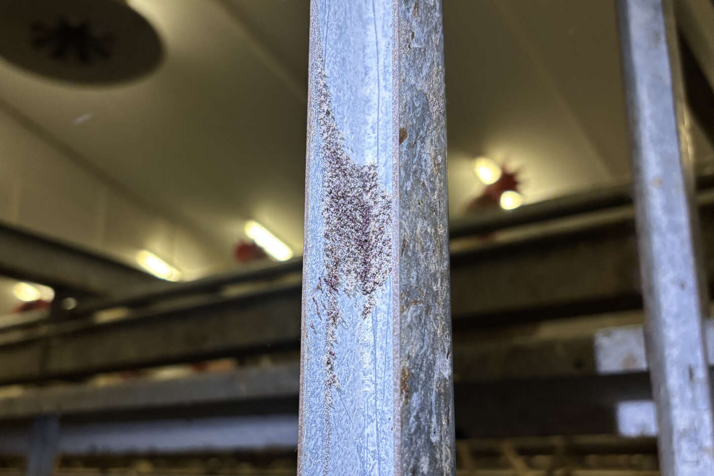 Rote Vogelmilben sitzen in einer Nische im Geflügelstall.