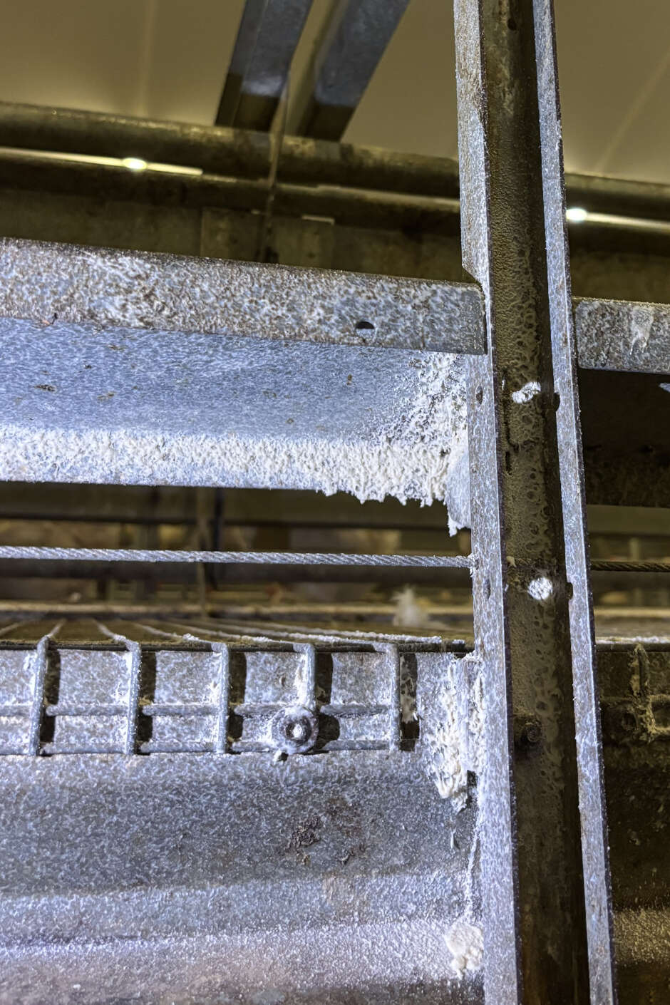 M-Ex Profi 80 bedeckt Rote Vogelmilben im Geflügelstall.