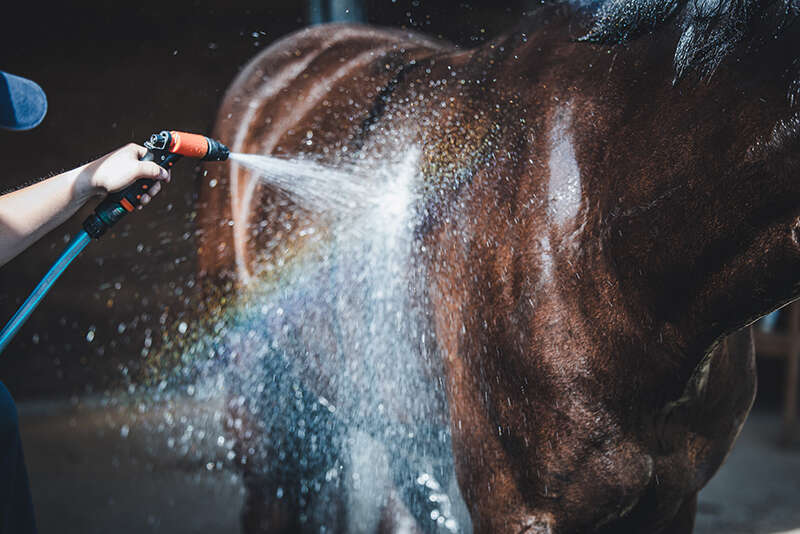 pferd heu wissenswert Elektrolyte derbymed