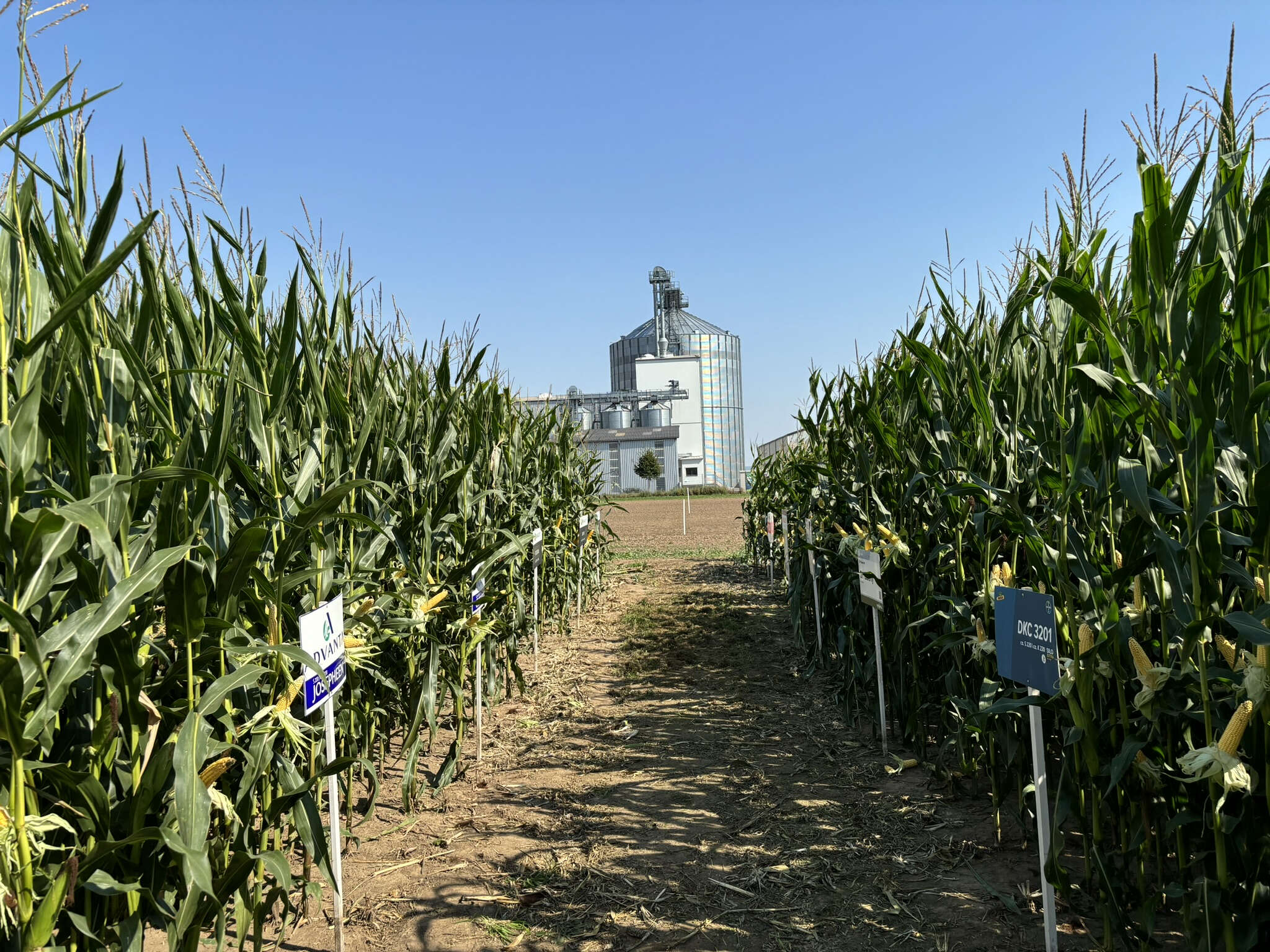 Blick durch ein Maisfeld auf ein Silo der AGRAVIS Westfalen-Hessen in Hohenwepel