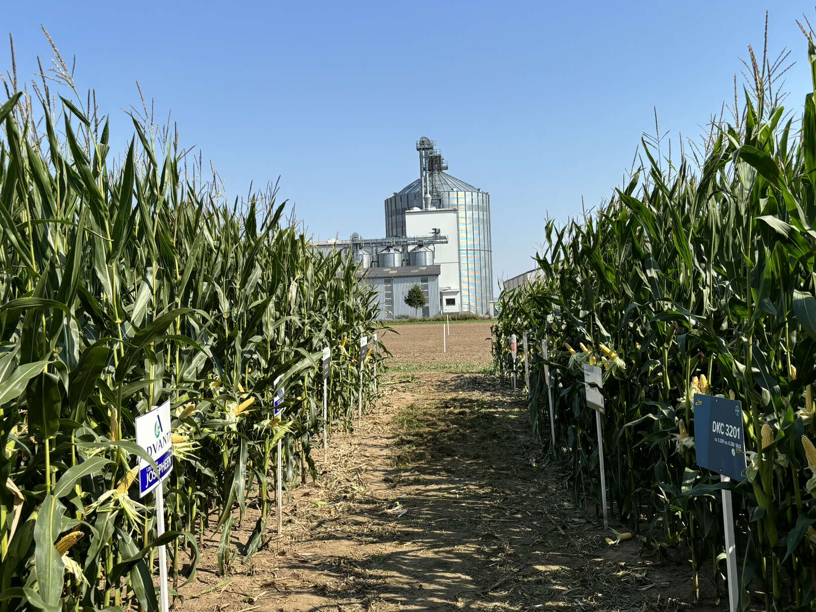 Blick durch ein Maisfeld auf ein Silo der AGRAVIS Westfalen-Hessen in Hohenwepel