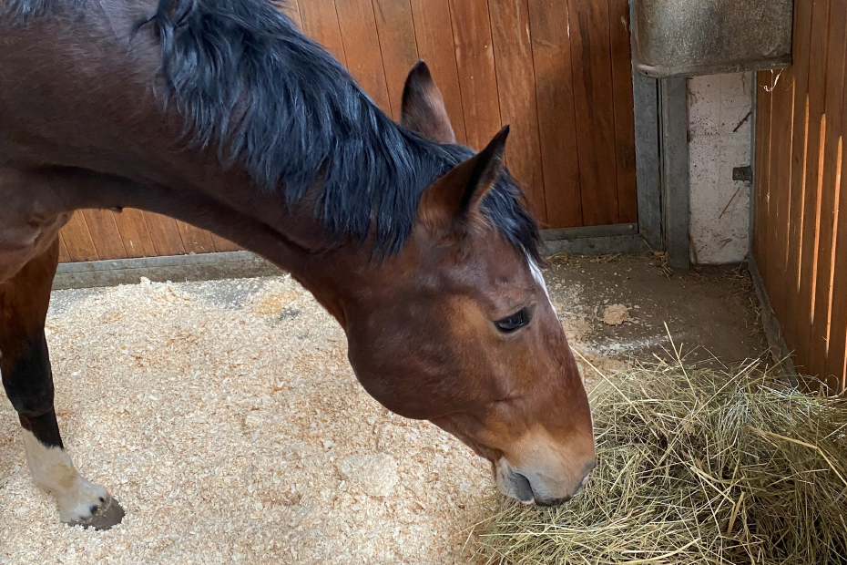Pferd steht in Box und frisst Heu