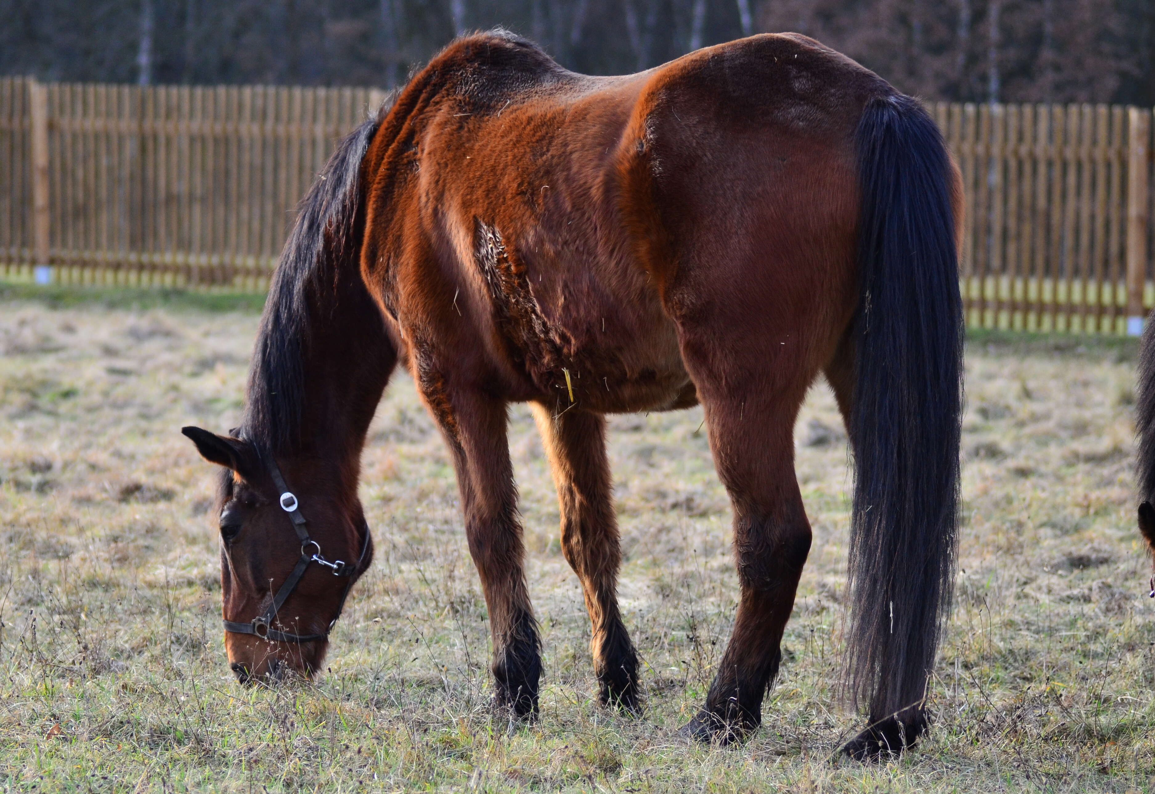 braunes Pferd grast auf einer ausgetrockneten Weide