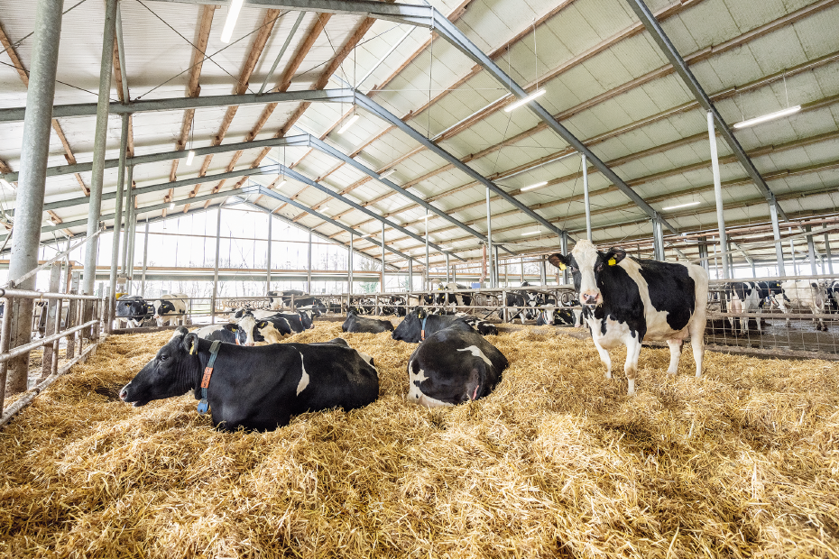 Mehrere Trockensteher stehen und liegen in einem Stall mit Stroh.