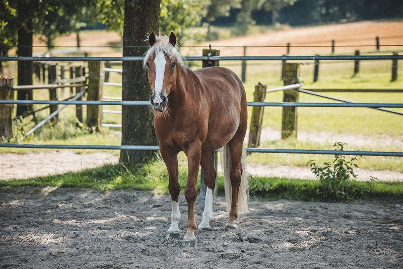 pferd wiese wissenswert magengeschwuer derbymed