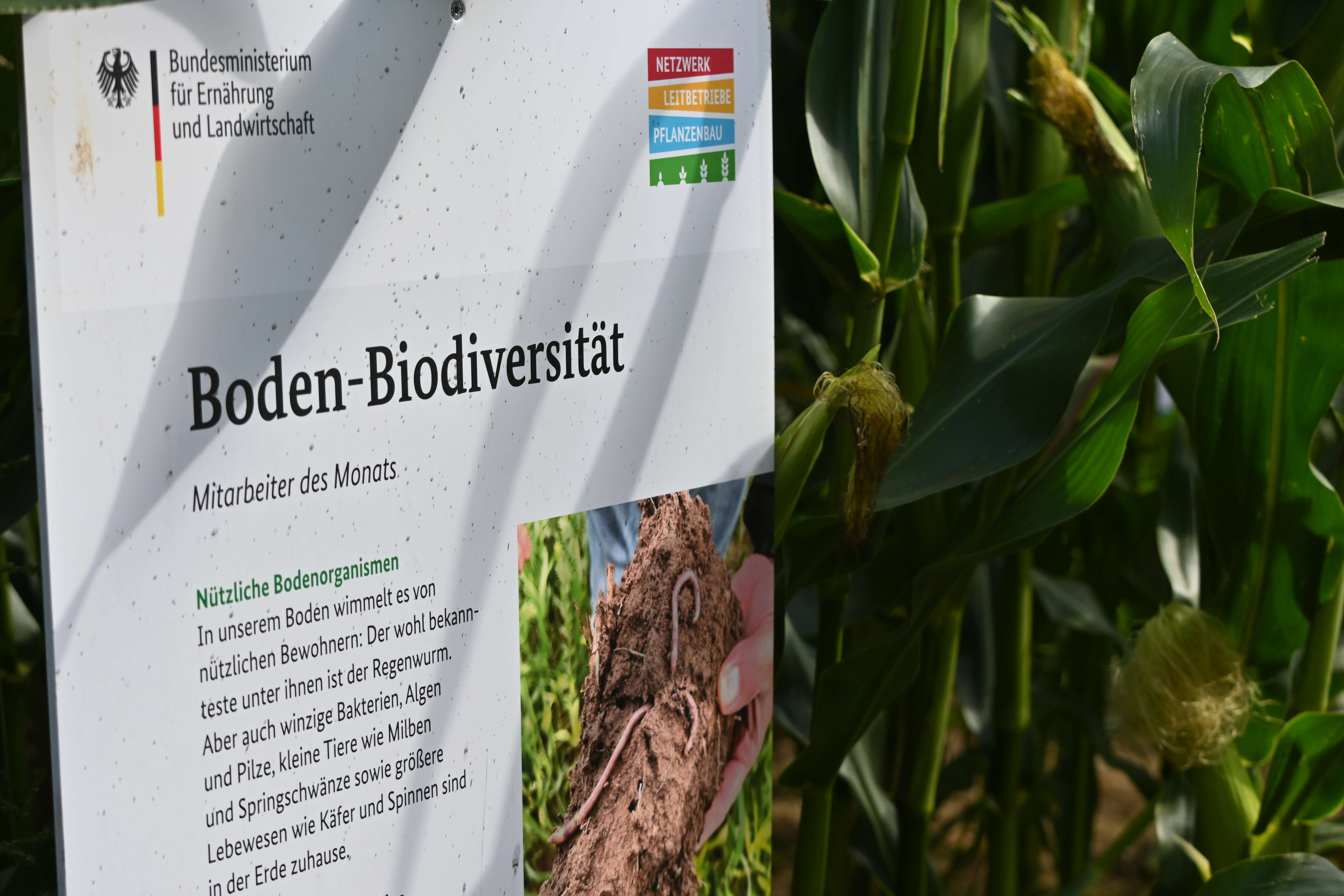 Ein Schild zum Thema Boden-Biodiversität vor Mais