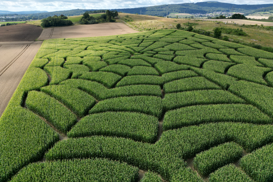 Maislabyrinth in Form eines Spinnennetzes von oben