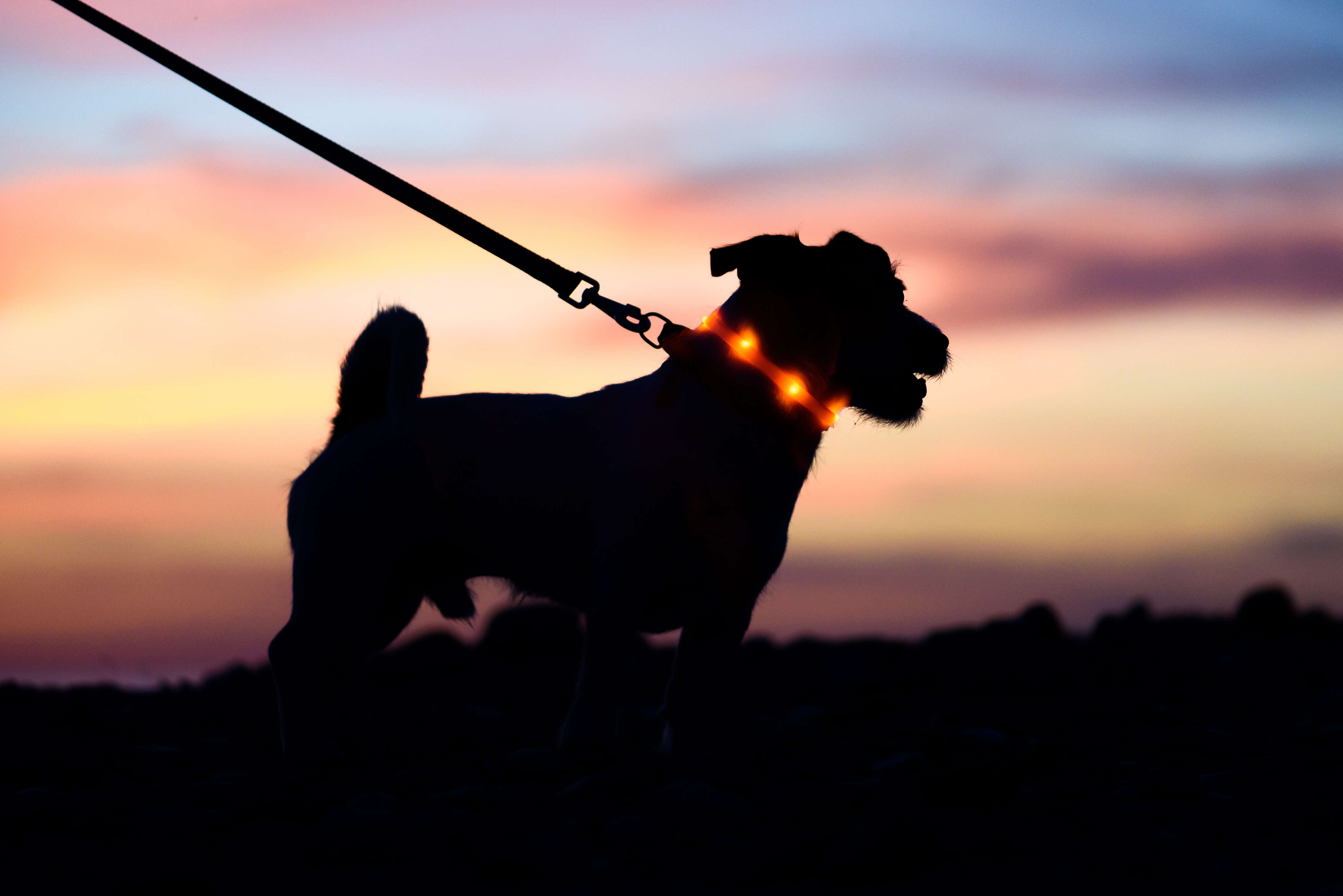 Hund in Dämmerung mit Leuchthalsband
