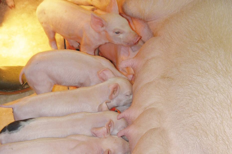 Säugende Sau mit Ferkeln