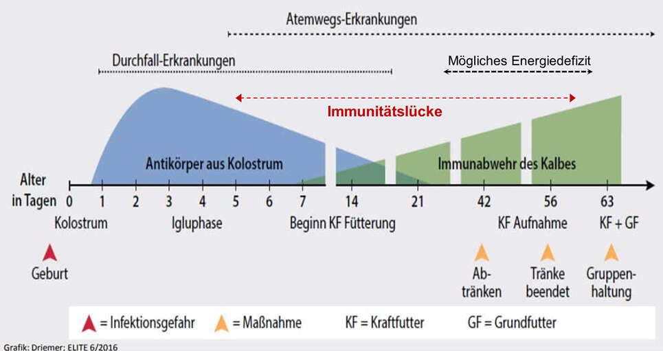 Grafik zeigt die Entwicklung des Immunsystems von Kälbern.