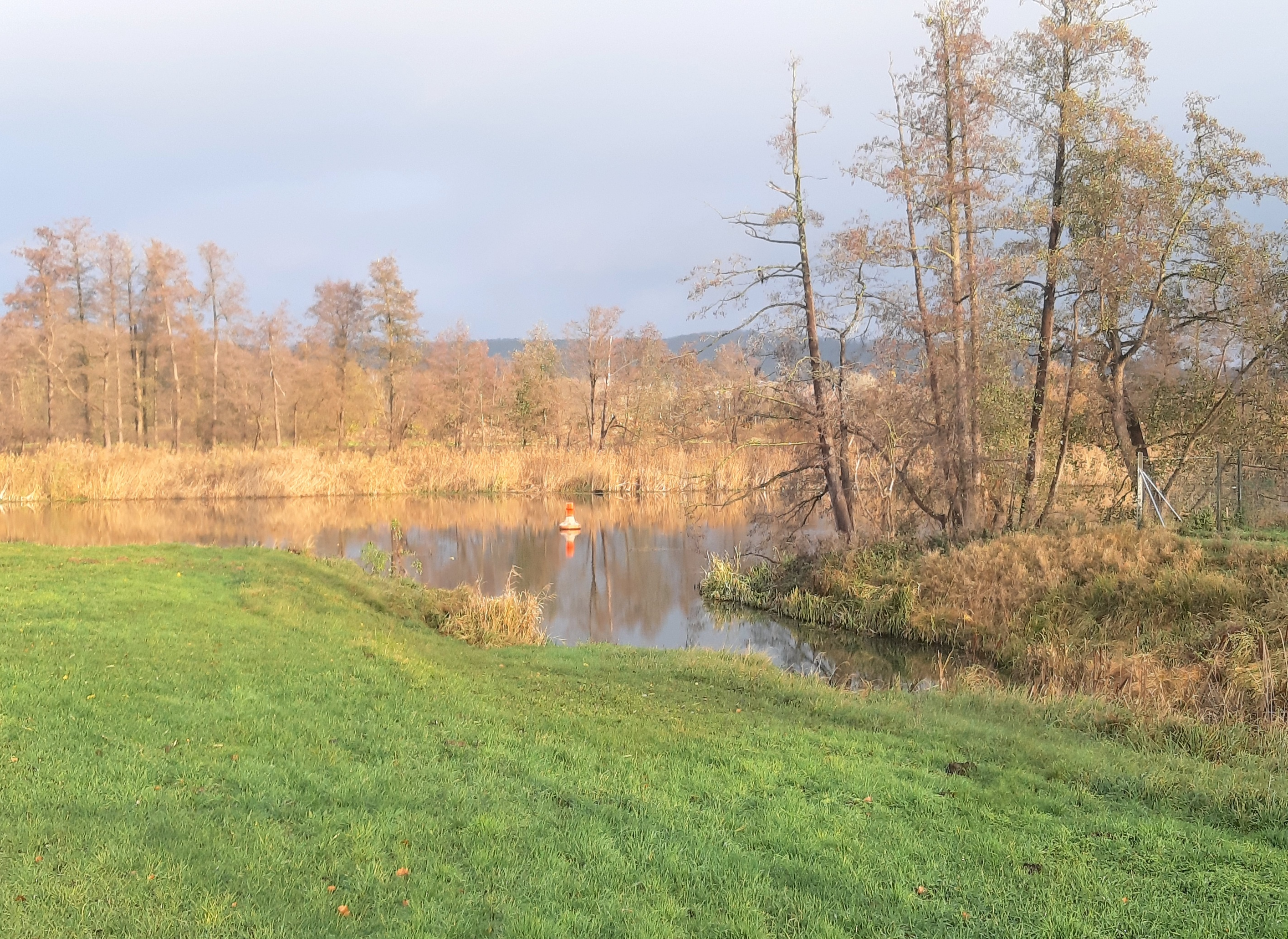 Grüne Wiese vor kleinem Teich mit kahlen Bäumen.